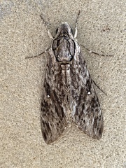 Agrius godarti