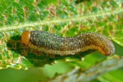 Rhogogaster punctulata