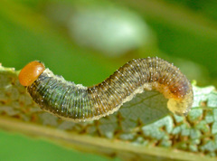 Rhogogaster punctulata