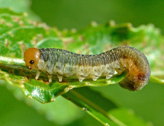 Rhogogaster punctulata