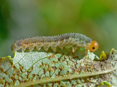 Rhogogaster punctulata