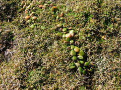 Zoysia minima