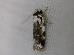 Barea synchyta
