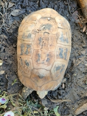 Indotestudo elongata