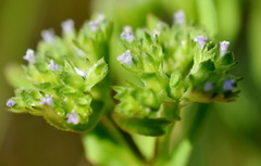 Valerianella muricata