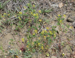 Melilotus neapolitanus