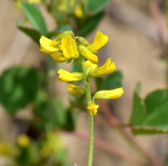 Melilotus neapolitanus