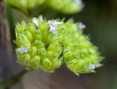 Valerianella pumila