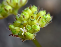 Valerianella pumila