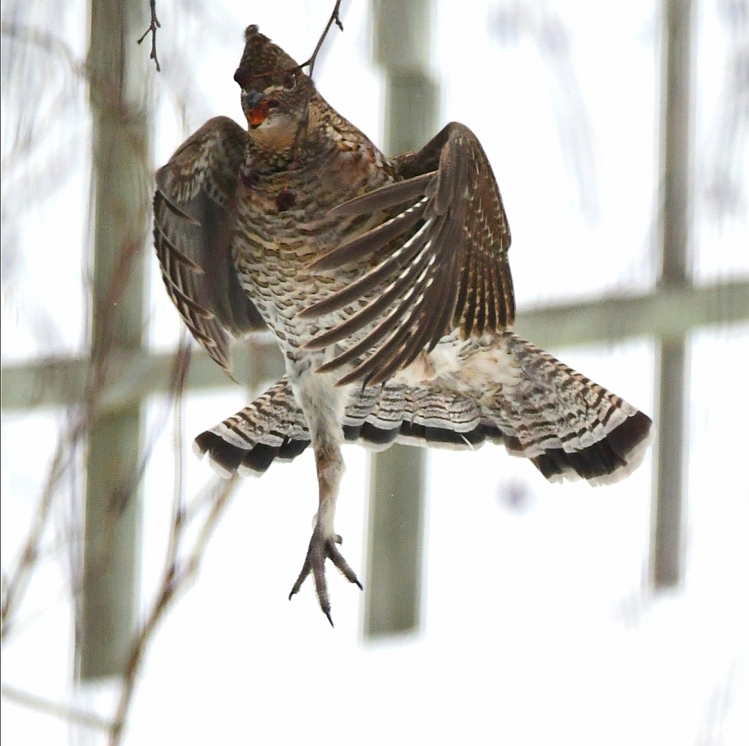 Ruffed Grouse illustration