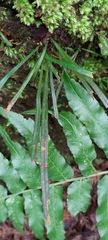 Haplopteris flexuosa