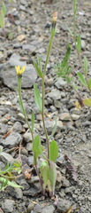 Picris pauciflora