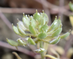 Alyssum umbellatum