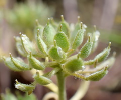 Alyssum umbellatum