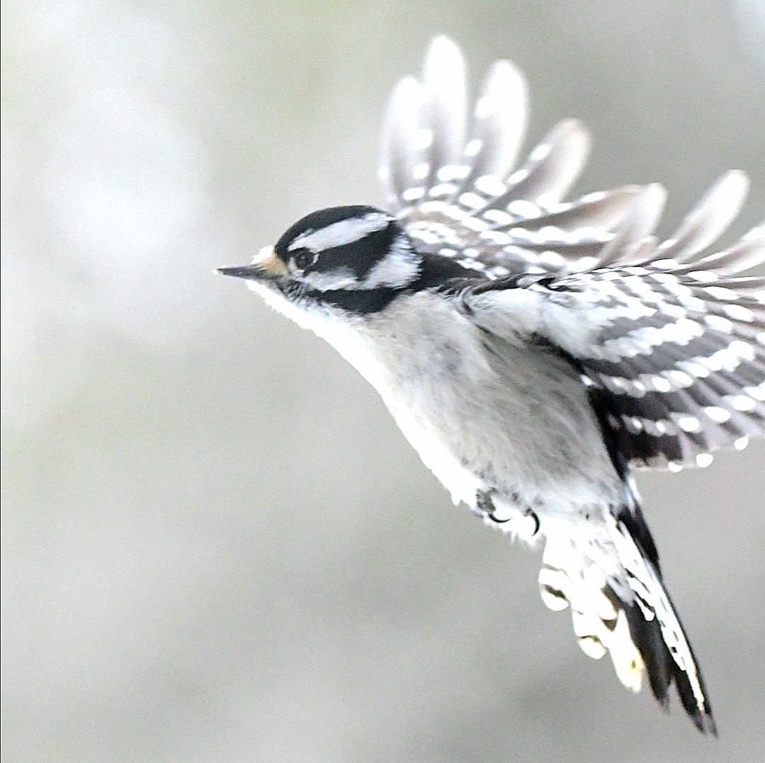 Downy Woodpecker (Dryobates pubescens)
