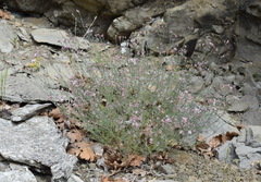 Asperula supina