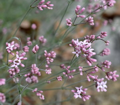 Asperula supina
