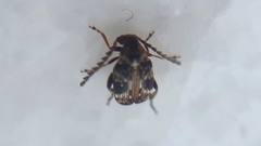 Bruchidius bimaculatus