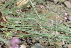 Asperula supina