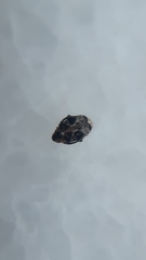 Bruchidius bimaculatus