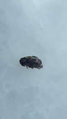 Bruchidius bimaculatus