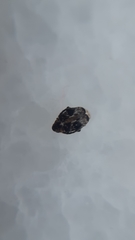 Bruchidius bimaculatus