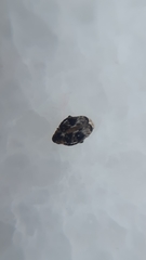 Bruchidius bimaculatus