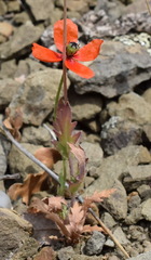 Papaver laevigatum
