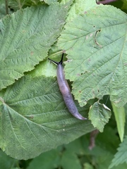 Krynickillus melanocephalus