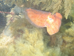 Sepia apama