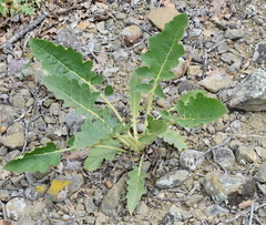 Verbascum banaticum