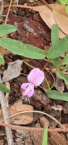 Image of Galactia tenuiflora by no rights reserved