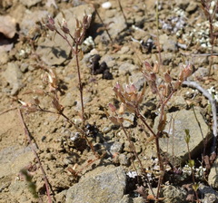 Cerastium ramosissimum