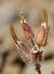 Cerastium ramosissimum
