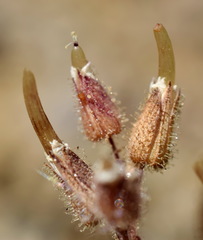 Cerastium ramosissimum
