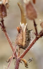 Cerastium ramosissimum