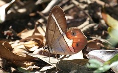 Pierella nereis
