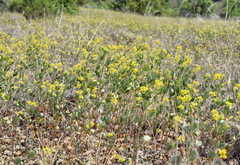 Melilotus neapolitanus
