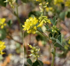 Melilotus neapolitanus