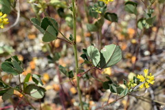 Melilotus neapolitanus