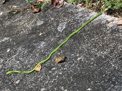 Ahaetulla prasina