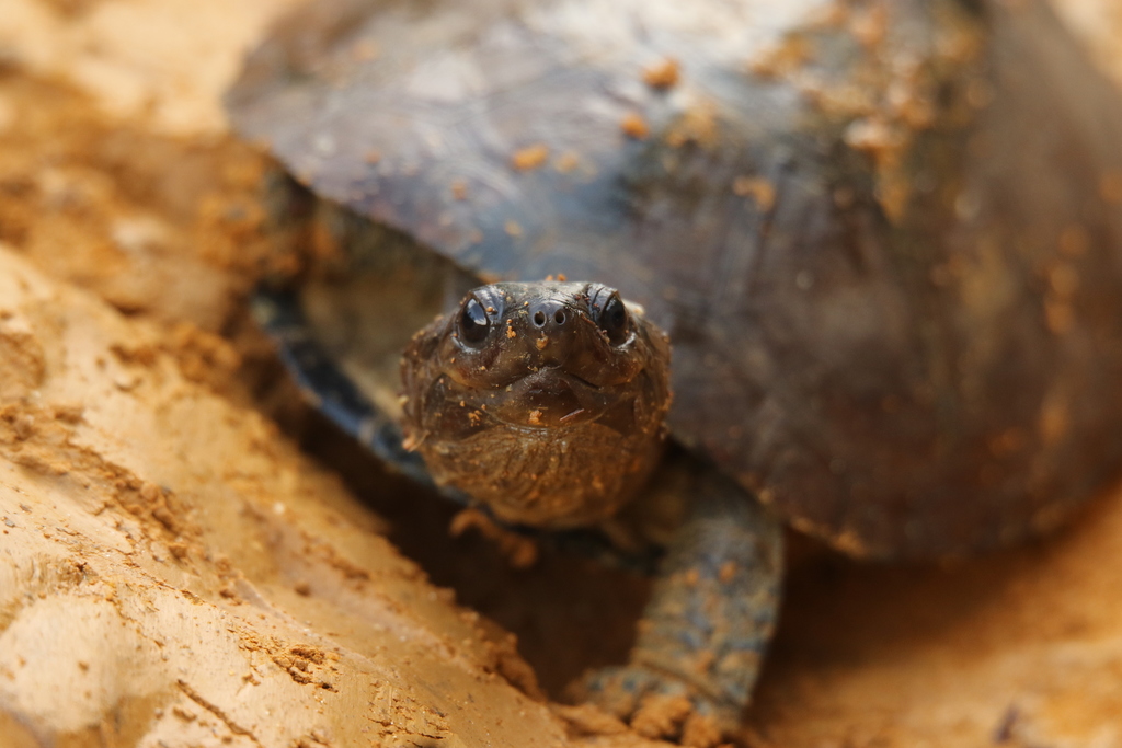 Gabon hinged terrapin from Lekoko, Gabon on November 24, 2021 at 03:14 ...