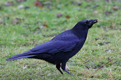 Corvus corone