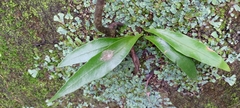 Pyrrosia lingua