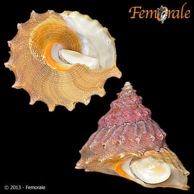 Bolma andersoni