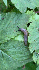 Krynickillus melanocephalus