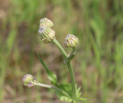 Crepis alpina