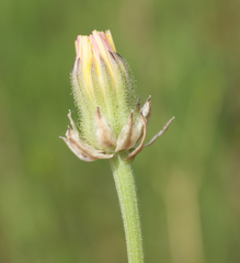 Crepis alpina