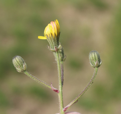 Crepis marschallii