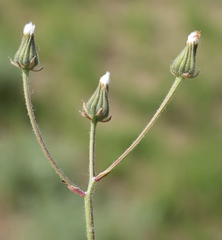 Crepis marschallii